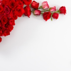 red_roses_on_white_background-wallpaper-3840x2160