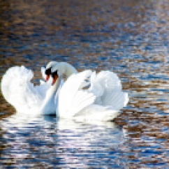 swans_love-wallpaper-2880x1620